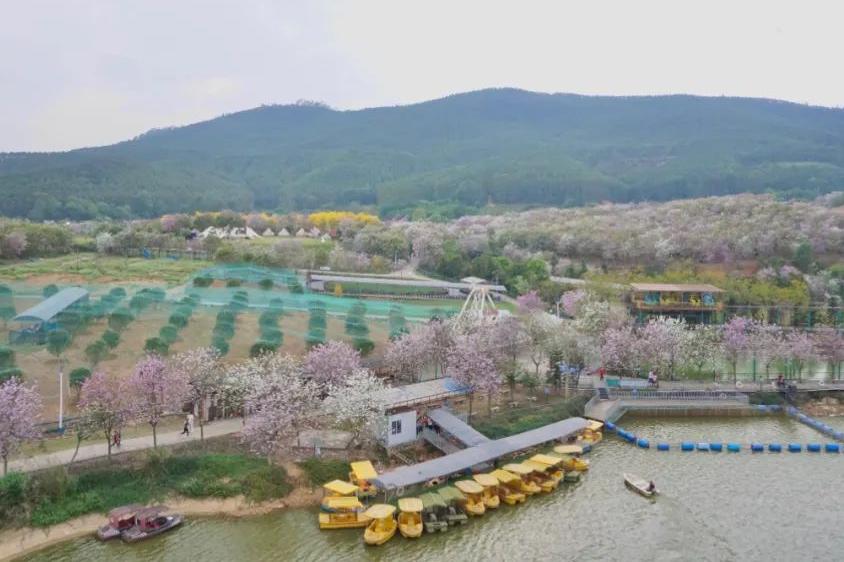 湘籍企業商會與志惠農場 一 美麗花海之約